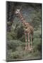 Giraffe Standing in the Trees-DLILLC-Mounted Photographic Print