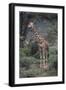 Giraffe Standing in the Trees-DLILLC-Framed Photographic Print