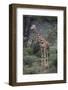 Giraffe Standing in the Trees-DLILLC-Framed Photographic Print