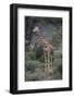 Giraffe Standing in the Trees-DLILLC-Framed Photographic Print