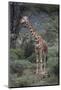 Giraffe Standing in the Trees-DLILLC-Mounted Photographic Print