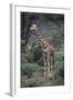 Giraffe Standing in the Trees-DLILLC-Framed Photographic Print