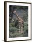 Giraffe Standing in the Trees-DLILLC-Framed Photographic Print