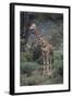 Giraffe Standing in the Trees-DLILLC-Framed Photographic Print