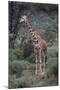 Giraffe Standing in the Trees-DLILLC-Mounted Photographic Print