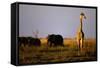Giraffe Standing Near Elephant Herd-null-Framed Stretched Canvas