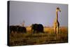 Giraffe Standing Near Elephant Herd-null-Stretched Canvas