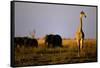 Giraffe Standing Near Elephant Herd-null-Framed Stretched Canvas