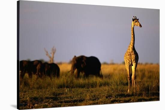 Giraffe Standing Near Elephant Herd-null-Stretched Canvas
