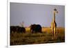 Giraffe Standing Near Elephant Herd-null-Framed Photographic Print