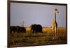 Giraffe Standing Near Elephant Herd-null-Framed Photographic Print