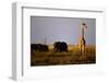 Giraffe Standing Near Elephant Herd-null-Framed Photographic Print