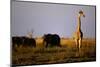 Giraffe Standing Near Elephant Herd-null-Mounted Photographic Print