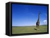 Giraffe Standing on Savanna-Paul Souders-Framed Stretched Canvas