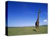 Giraffe Standing on Savanna-Paul Souders-Stretched Canvas