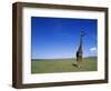 Giraffe Standing on Savanna-Paul Souders-Framed Photographic Print