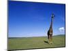 Giraffe Standing on Savanna-Paul Souders-Mounted Photographic Print