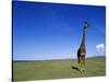 Giraffe Standing on Savanna-Paul Souders-Stretched Canvas