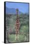 Giraffe Staring Ahead-DLILLC-Framed Stretched Canvas