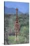 Giraffe Staring Ahead-DLILLC-Stretched Canvas