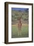 Giraffe Staring Ahead-DLILLC-Framed Photographic Print