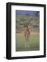 Giraffe Staring Ahead-DLILLC-Framed Photographic Print