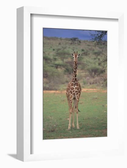 Giraffe Staring Ahead-DLILLC-Framed Photographic Print