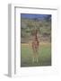 Giraffe Staring Ahead-DLILLC-Framed Photographic Print