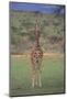 Giraffe Staring Ahead-DLILLC-Mounted Photographic Print