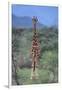 Giraffe Staring Ahead-DLILLC-Framed Photographic Print