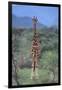 Giraffe Staring Ahead-DLILLC-Framed Photographic Print