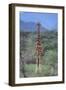 Giraffe Staring Ahead-DLILLC-Framed Photographic Print