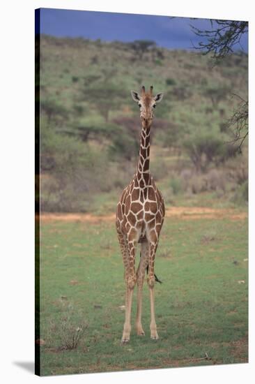 Giraffe Staring Ahead-DLILLC-Stretched Canvas