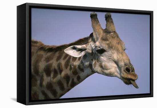 Giraffe Sticking Out Tongue-null-Framed Stretched Canvas