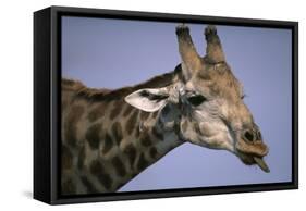 Giraffe Sticking Out Tongue-null-Framed Stretched Canvas