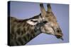 Giraffe Sticking Out Tongue-null-Stretched Canvas
