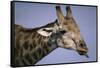 Giraffe Sticking Out Tongue-null-Framed Stretched Canvas