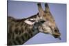 Giraffe Sticking Out Tongue-null-Stretched Canvas