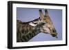 Giraffe Sticking Out Tongue-null-Framed Photographic Print