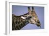 Giraffe Sticking Out Tongue-null-Framed Photographic Print