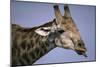 Giraffe Sticking Out Tongue-null-Mounted Photographic Print