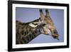 Giraffe Sticking Out Tongue-null-Framed Photographic Print