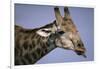 Giraffe Sticking Out Tongue-null-Framed Photographic Print