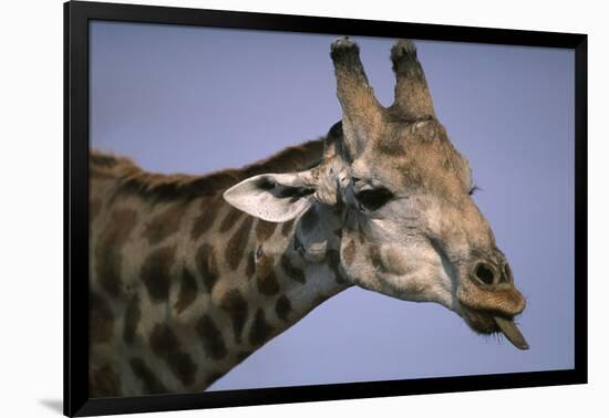 Giraffe Sticking Out Tongue-null-Framed Photographic Print