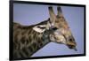 Giraffe Sticking Out Tongue-null-Framed Photographic Print