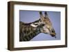 Giraffe Sticking Out Tongue-null-Framed Photographic Print