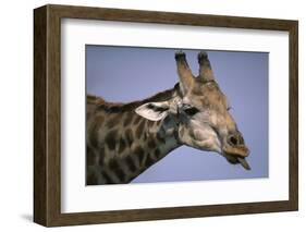 Giraffe Sticking Out Tongue-null-Framed Photographic Print