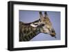 Giraffe Sticking Out Tongue-null-Framed Photographic Print