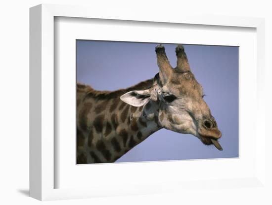 Giraffe Sticking Out Tongue-null-Framed Photographic Print