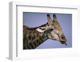 Giraffe Sticking Out Tongue-null-Framed Photographic Print